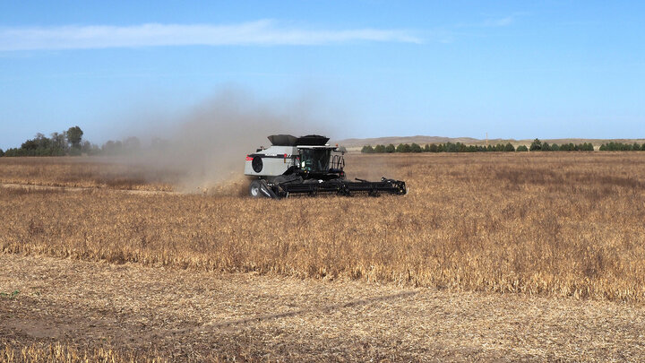combining dry bean field