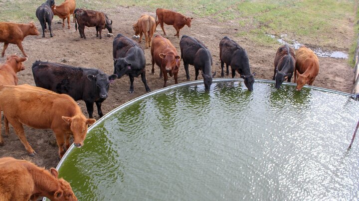 cattle around tank filled with water
