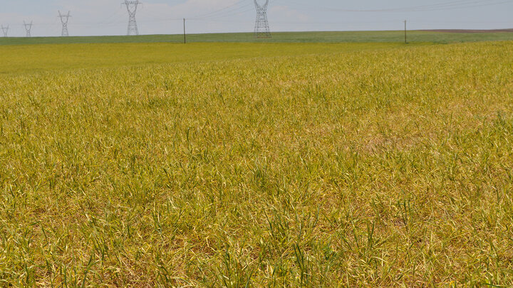 virus infected wheat field
