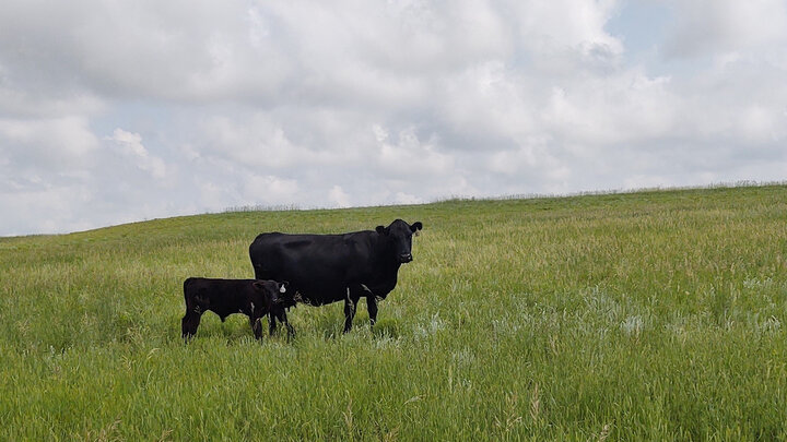 cow and calves on rangeland