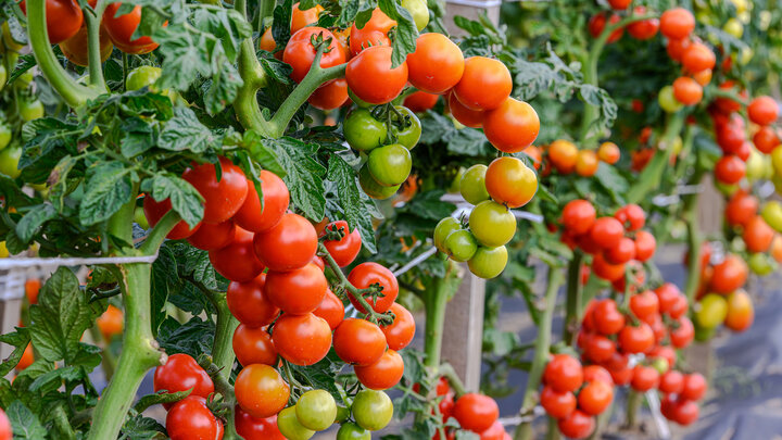 Ripe and unripe tomatoes growing on green vines in a garden.