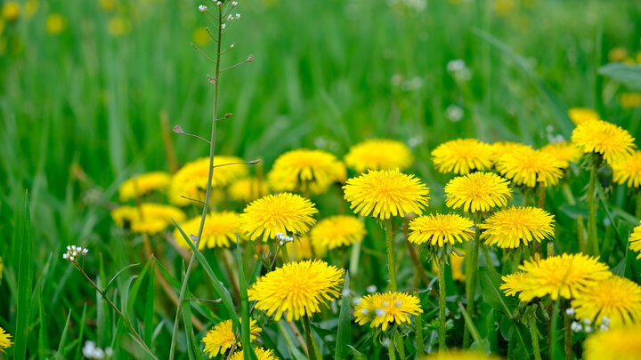 Yellow dandelions blooming in a green grassy field.