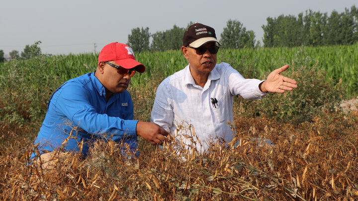 two men with baseball caps squat in a field pea crop and investigate its condition
