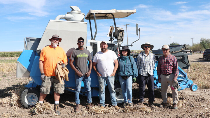 men and women line up in front of small harvester in dry bean field