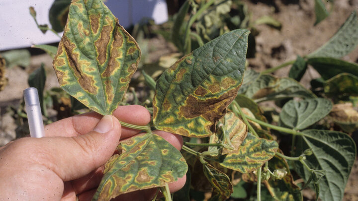 leaves with disease