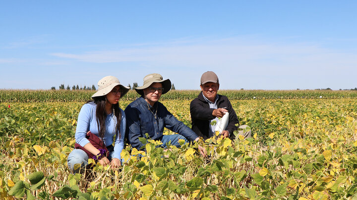 three people kneel and look at dry bean plants