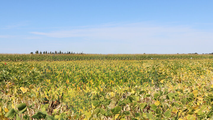 dry bean field