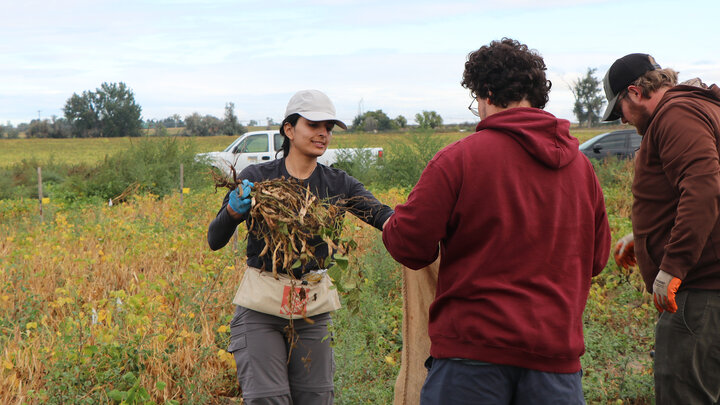 Group harvesting plants in a field, surrounded by green and yellow vegetation.