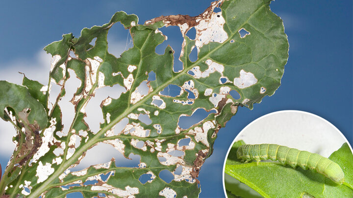 Damaged green leaf with holes, alongside an inset showing a green caterpillar on a leaf.