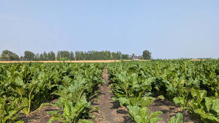 rows of sugar beets growing in a field