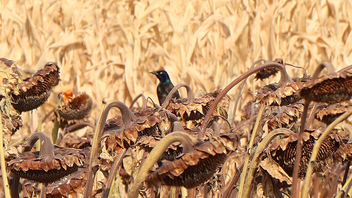 blackbird on sunflowers in front of cornfield