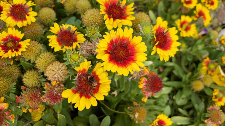 Bright yellow and red blanket flowers surrounded by green leaves and faded blooms.