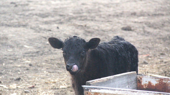 black calf by feed bunk