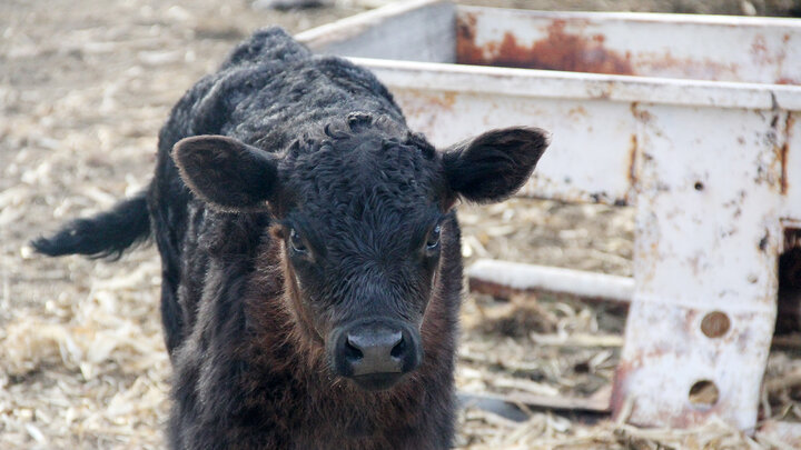 black calf stands in front of white metal bunk 