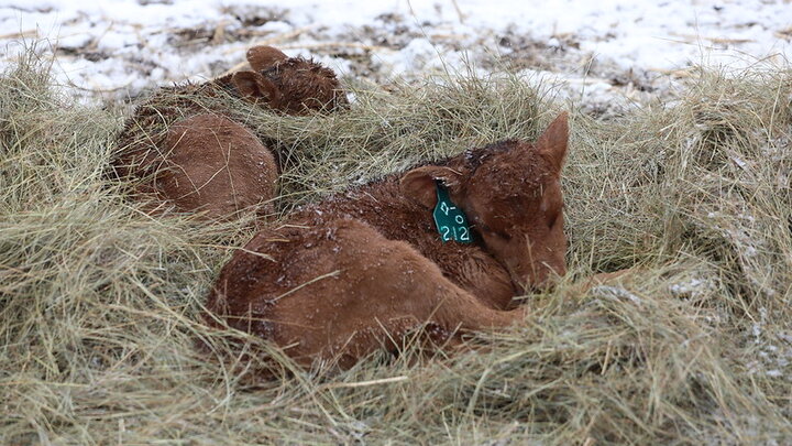 calves snoozing in hay with snow around them