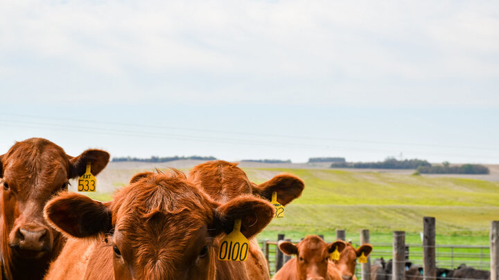 cattle in pastue