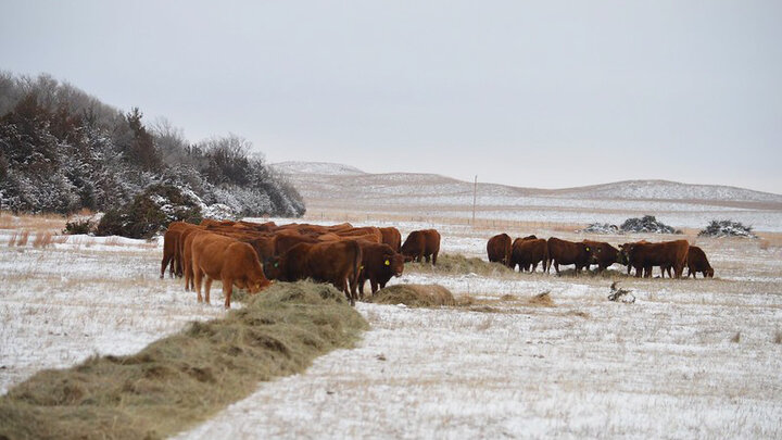 cattle eating hay in snow