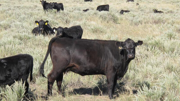 cow and calves on rangeland