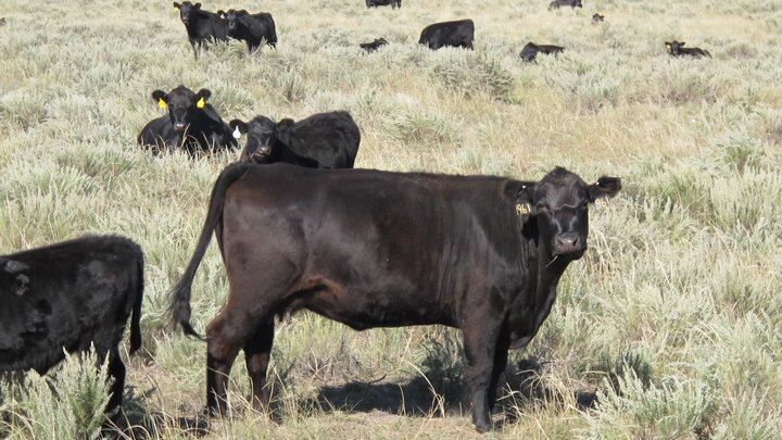 cows and calves in rangeland 