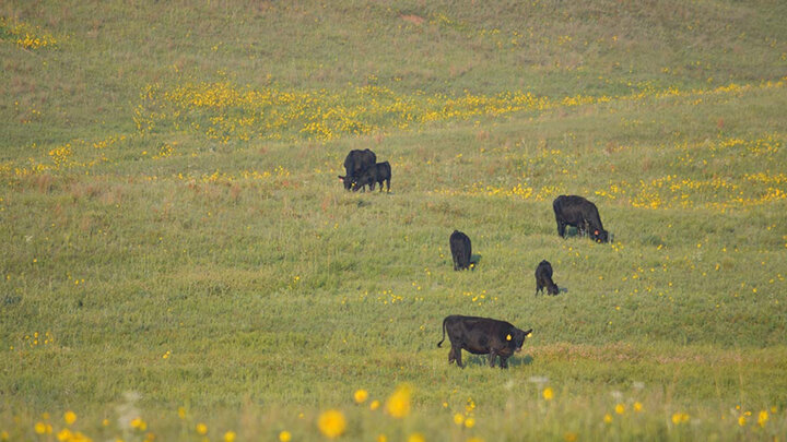 cattle grazing