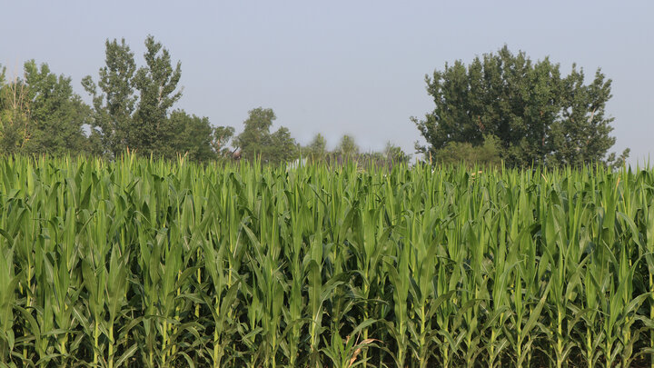 corn field with trees in background