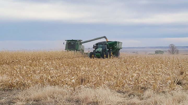 corn harvest