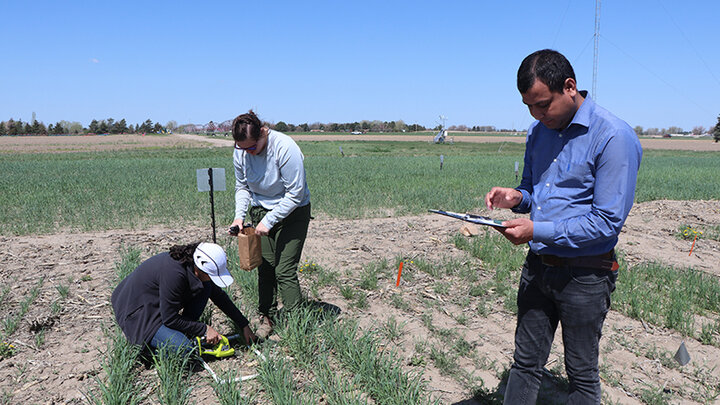 three people work and gather data in a field crop