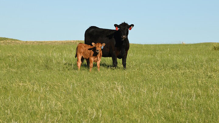 calf and cow in grassy range 