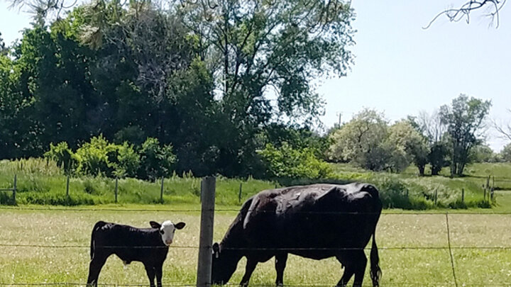 cow and calf in field