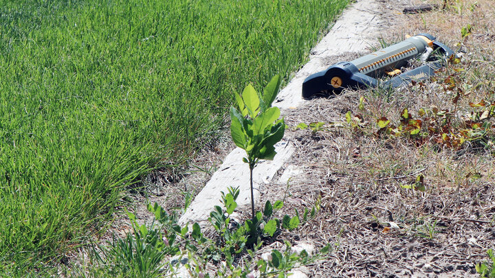 tree sapling on border of grass