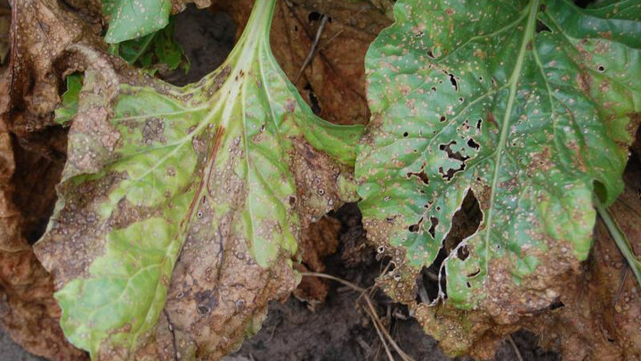 diseased sugar beet leaves