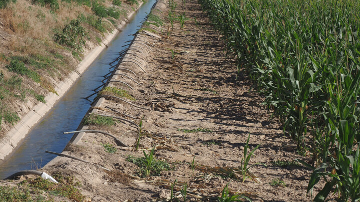 cement ditch with tubes irrigates cornfield