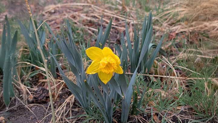 daffodil after a late spring rain