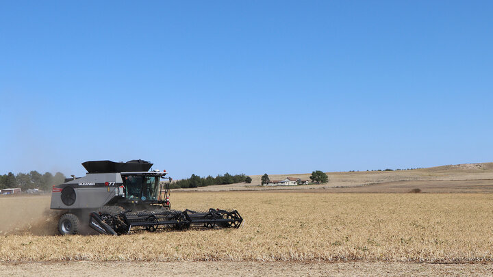 combine harvests dry bean field