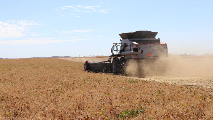 dry bean harvest with combine
