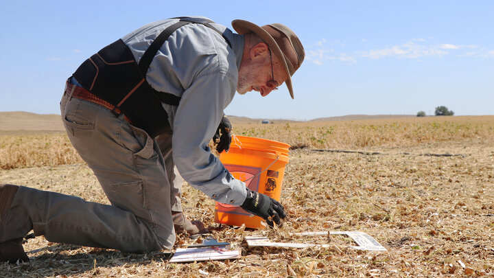 man kneels in field to gather bean seeds after combine passes by