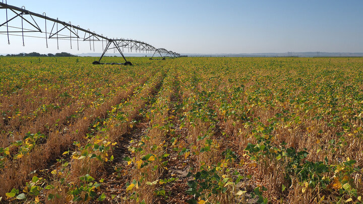 pivot stands out in dry bean field