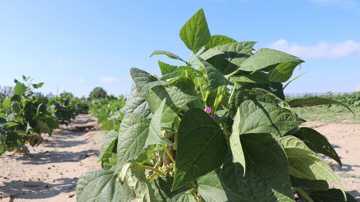 dry bean plant