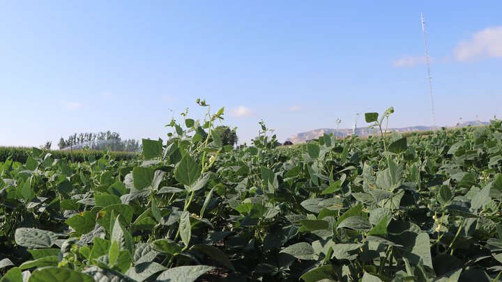 A field of dry beans growing in August