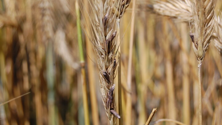 diseased wheat head