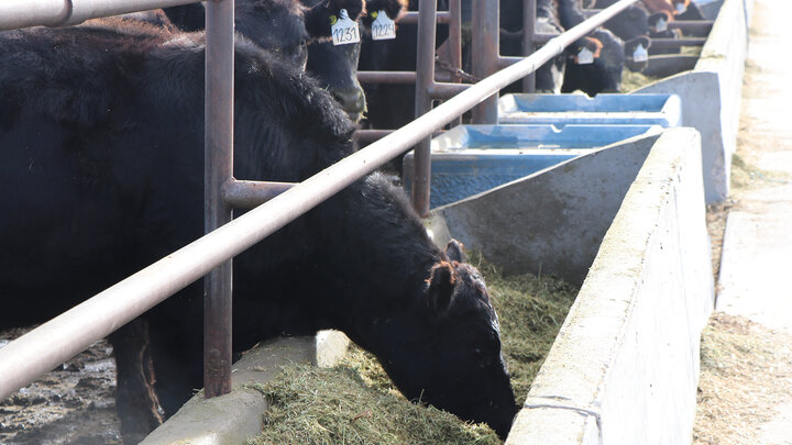 Cattle feeding on hay in a row behind metal rails at a farm.