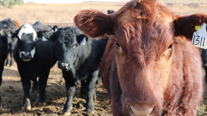 red cow in forefront with black cows in background