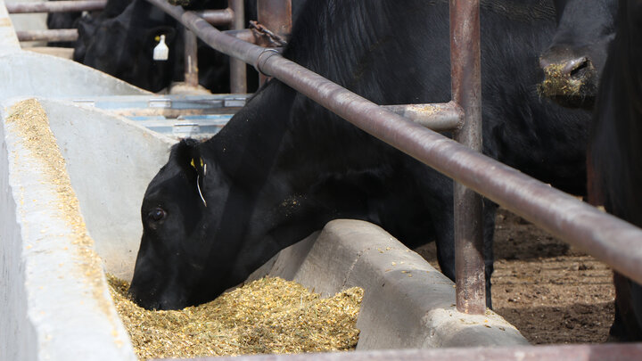 Black cows eating grain at a concrete feeding trough in a farm setting.