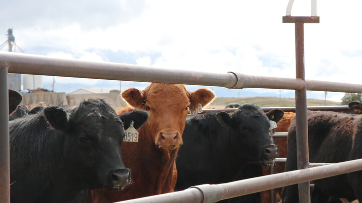 black and red cattle at feedlot 