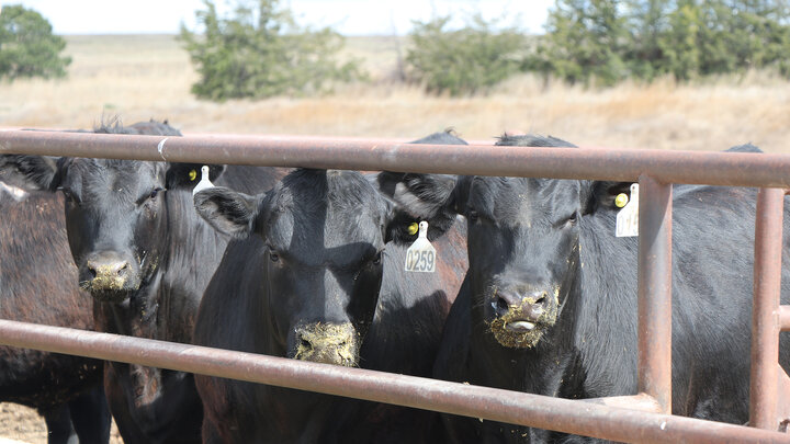 cattle at feedlot