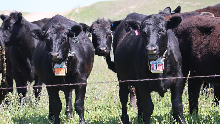 cattle at barbed wire fence with collars on 