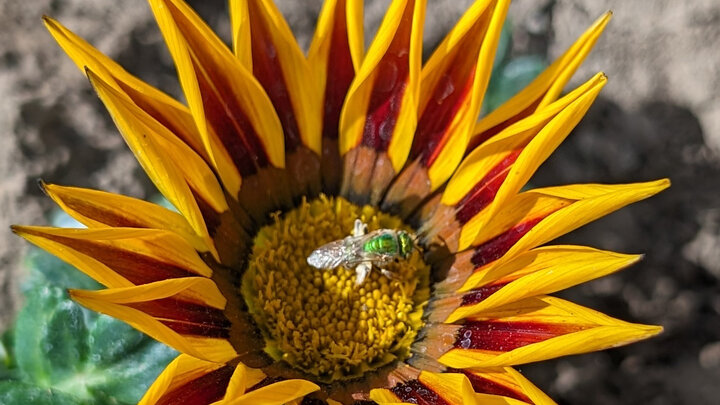 sweat bee on flower