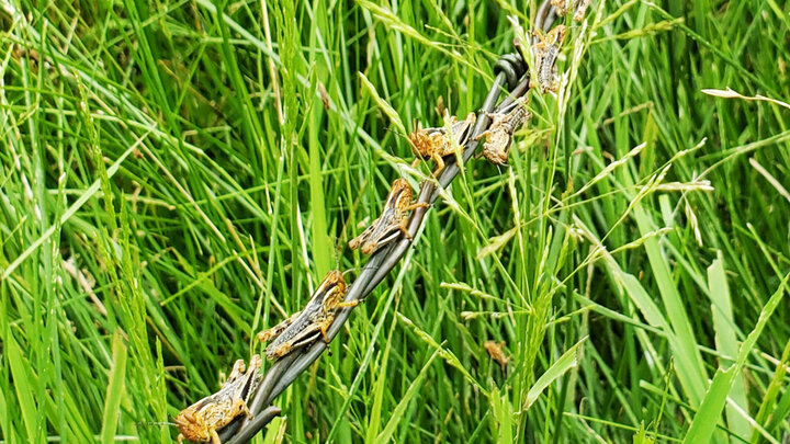 grasshoppers on barb wire