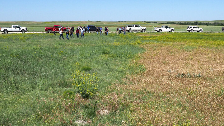 people in field