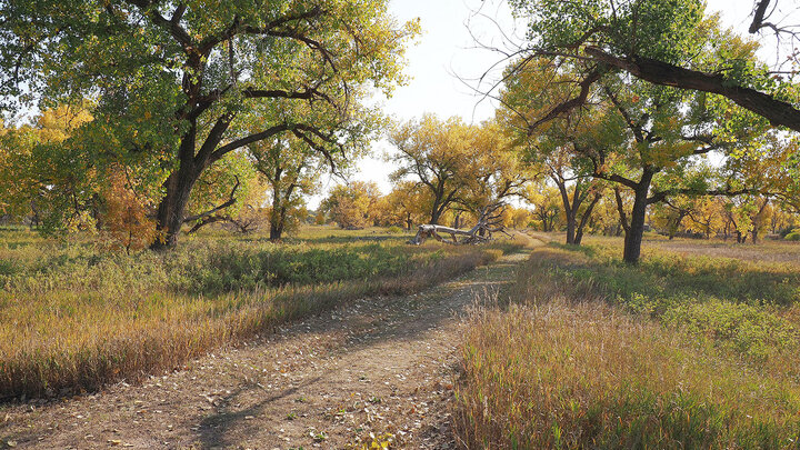 country road in the fall with trees